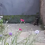 La Marmotta