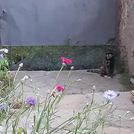 La Marmotta