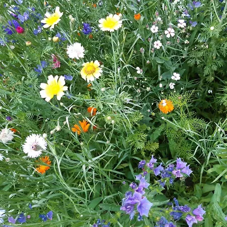 La Marmotta ゲストハウス 3*