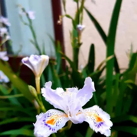 Konukevi La Marmotta Luserna San Giovanni